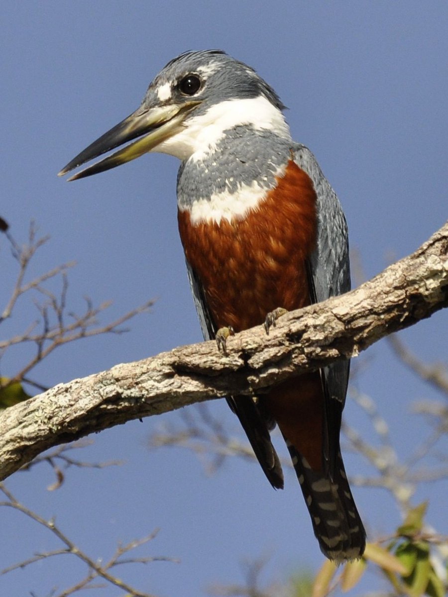 Ringed kingfisher 🌎 #Americanbirds #SouthAmericanbirds #CentralAmericanbirds #NorthAmericanbirds | #English #birdnames #birds