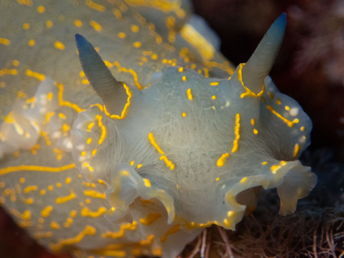 Hoy os presentamos otra carta: los NUDIBRANQUIOS son unos moluscos 🐚🐌🐙🦑 gasterópodos que viven con sus "branquias al desnudo...🤭"

Aquí os dejamos unas fotos de  @marina88cg , <a href="/alexbg1984/">alexander blanco</a>  y @buzozurdo . Síguelos en Instagram para ver más. Que las disfruteis 🩵🩵🐟🐟🌊🌊🫧🫧