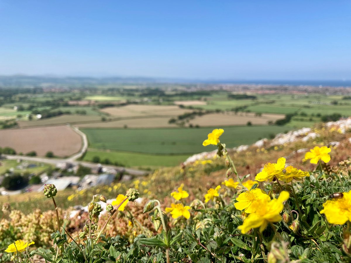 📸 One of our #TeamNRW officers was recently out at Graig Fawr Special Site of Scientific Interest (SSSI) on the Denbighshire coast.

🌼 This is a nationally important limestone grassland and our officers were out surveying the plants and butterflies at the SSSI.