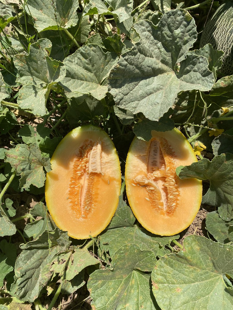 ولنا في الزراعة حياة 👨🏻‍🌾🌾