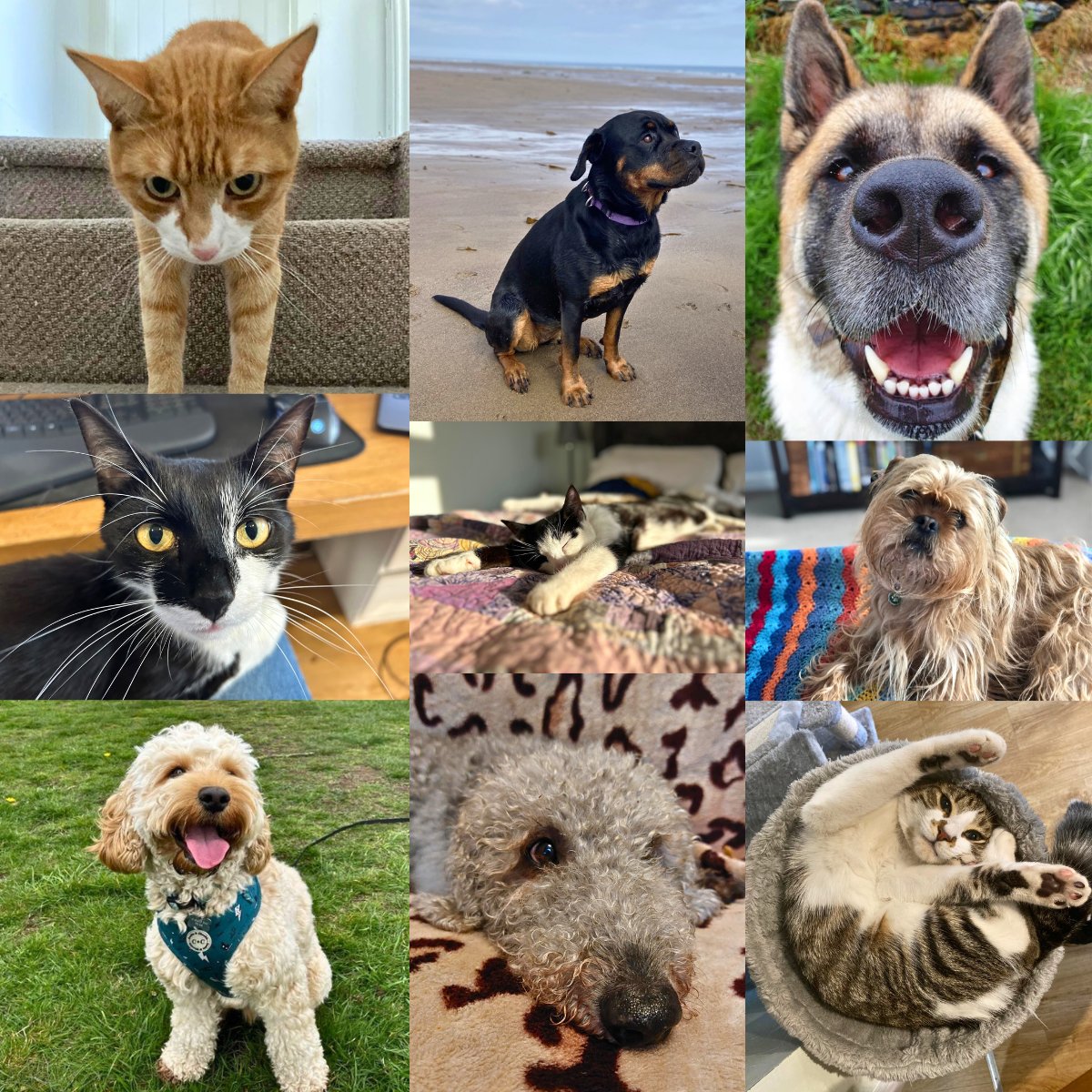 This week is #PetAppreciationWeek! 🐶🐱🐰🐹 Drop a picture of your pet in the comments to celebrate 🎉

To kick us off, we'd like you to meet nine furry faces that belong to our staff across the organisation 🥰 #PetsOfTwitter