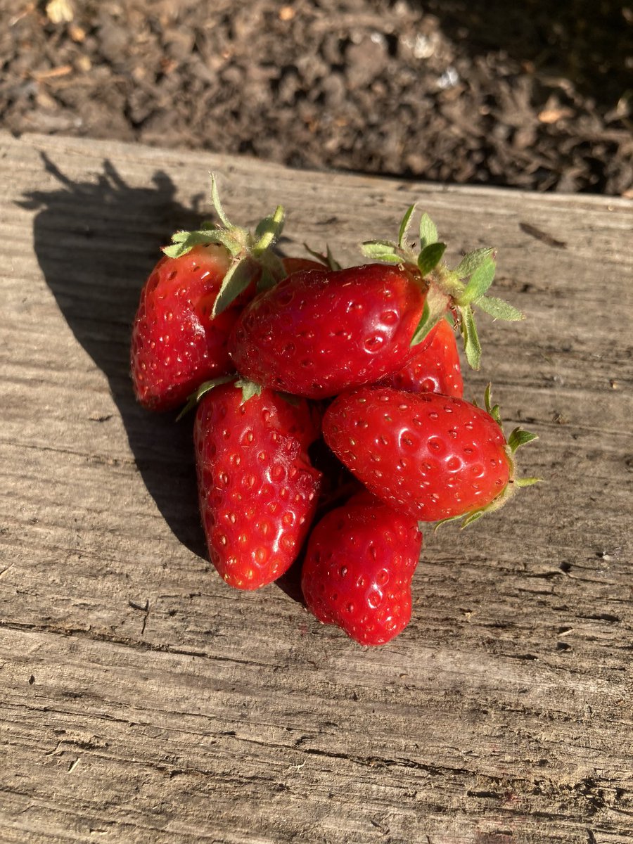 First strawberries from my garden