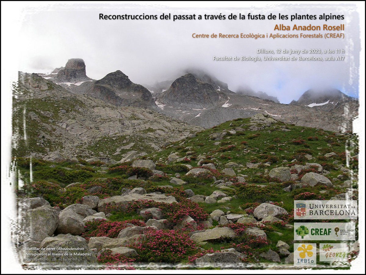 GeovegUB's tweet image. Els  anells de creixement de la fusta dels arbustos d'alta muntanya ens permeten entendre les condicions climàtiques i ecològiques en què han viscut aquestes plantes en el passat i en el present. Seminari de l'Alba Anadon Rosell (CREAF), dilluns 12 de juny a les 11 h @BiologiaUB