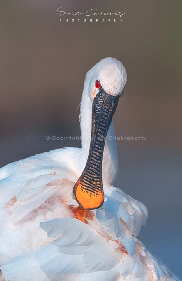 | Eurasian spoonbill | 

Bhigwan, India 
#NGTIndia
@natgeoindia
#NaturePhotography #CapturedOnCanon #IndiAves #BBCWildlifePOTD
@natgeowild
@ThePhotoHour
@BBCEarth
@Avibase
@NatureIn_Focus
#TwitterNatureCommunity #NaturePhotography #earthcapture