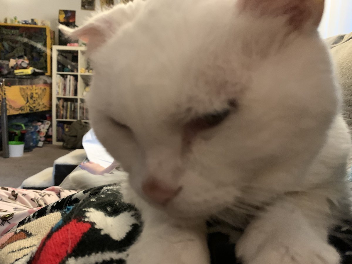 SpikeTheNene's tweet photo. Morning sits https://t.co/gAqb2p3JBu