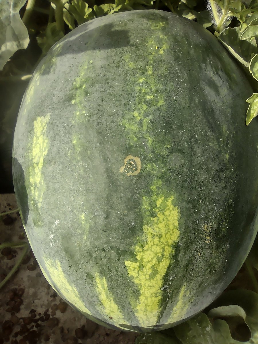 Tim Flanders on Twitter "Papaya ring spot virus in watermelon.......cool."