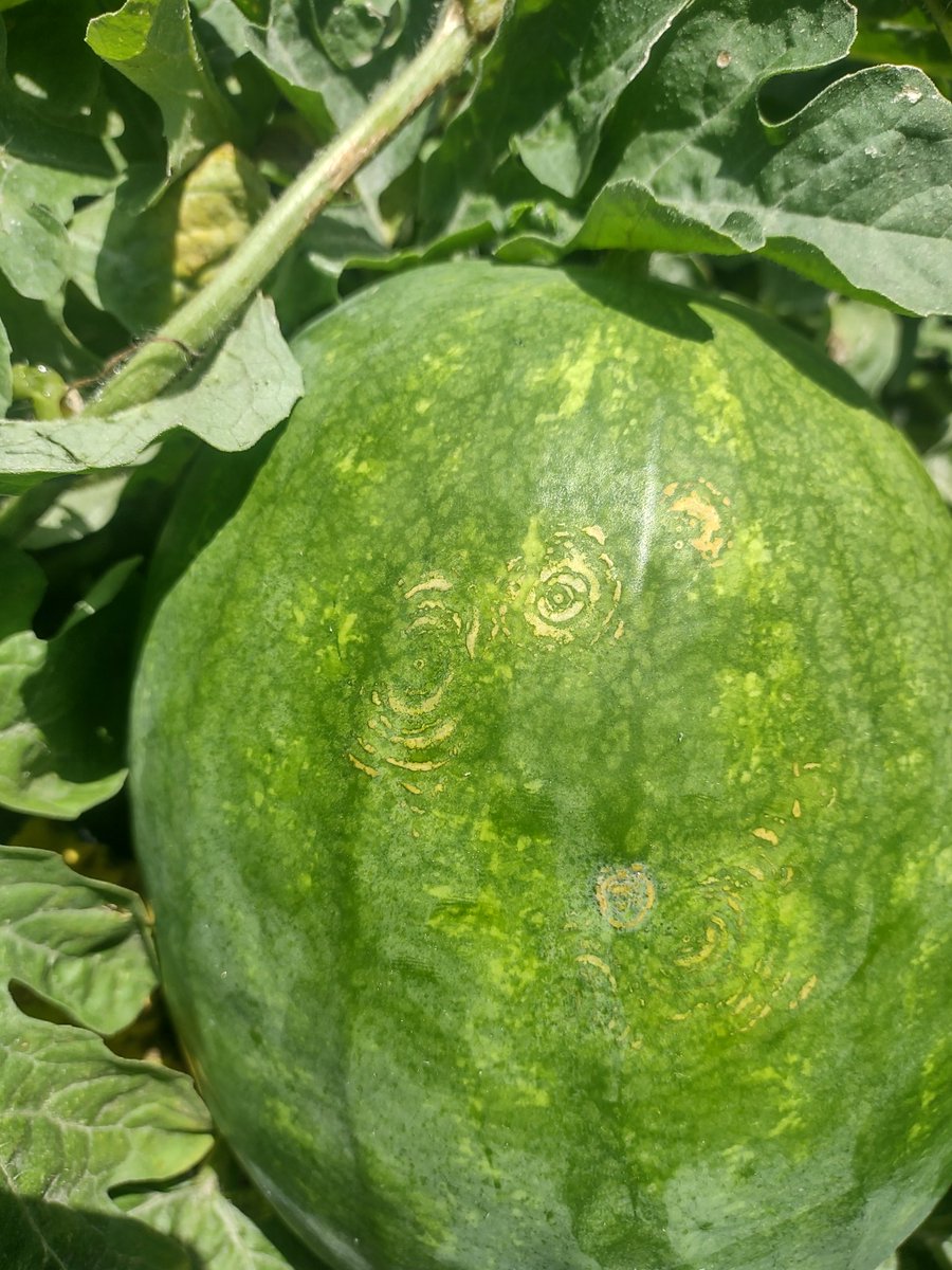 Tim Flanders on Twitter "Papaya ring spot virus in watermelon.......cool."