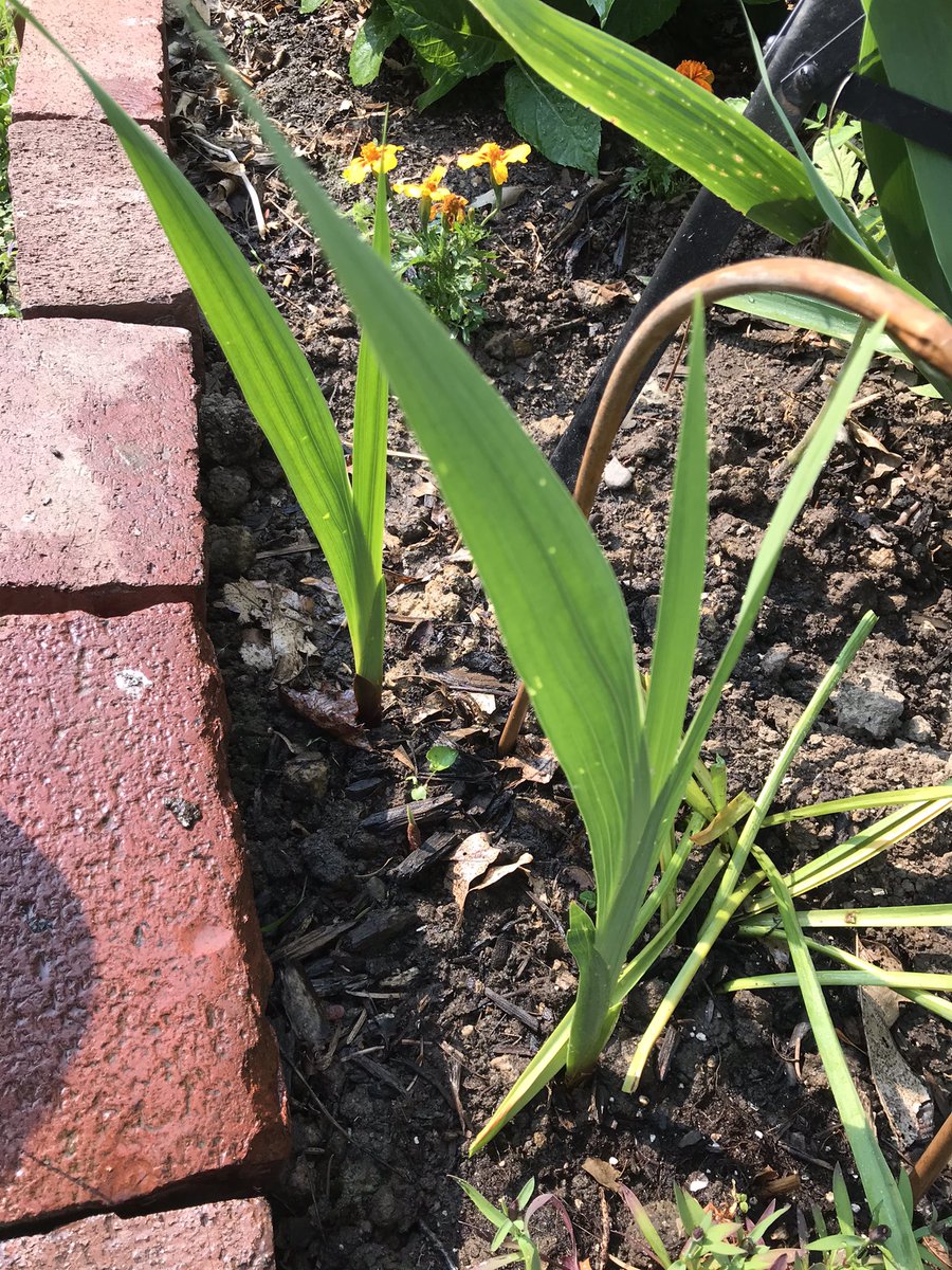 🌱Dig, Bitch, Dig - digbitchdig.wordpress.com tweet media