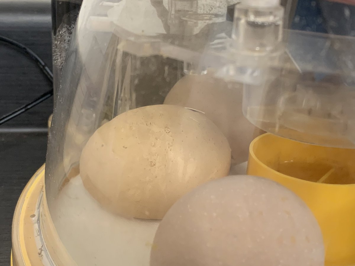 Our first chick has begun the hatching process! Emerging from the shell is very tiring work for the chick so it will be several hours before they are fully emerged. <a href="/DesmondHDSB/">Viola Desmond Public School</a>