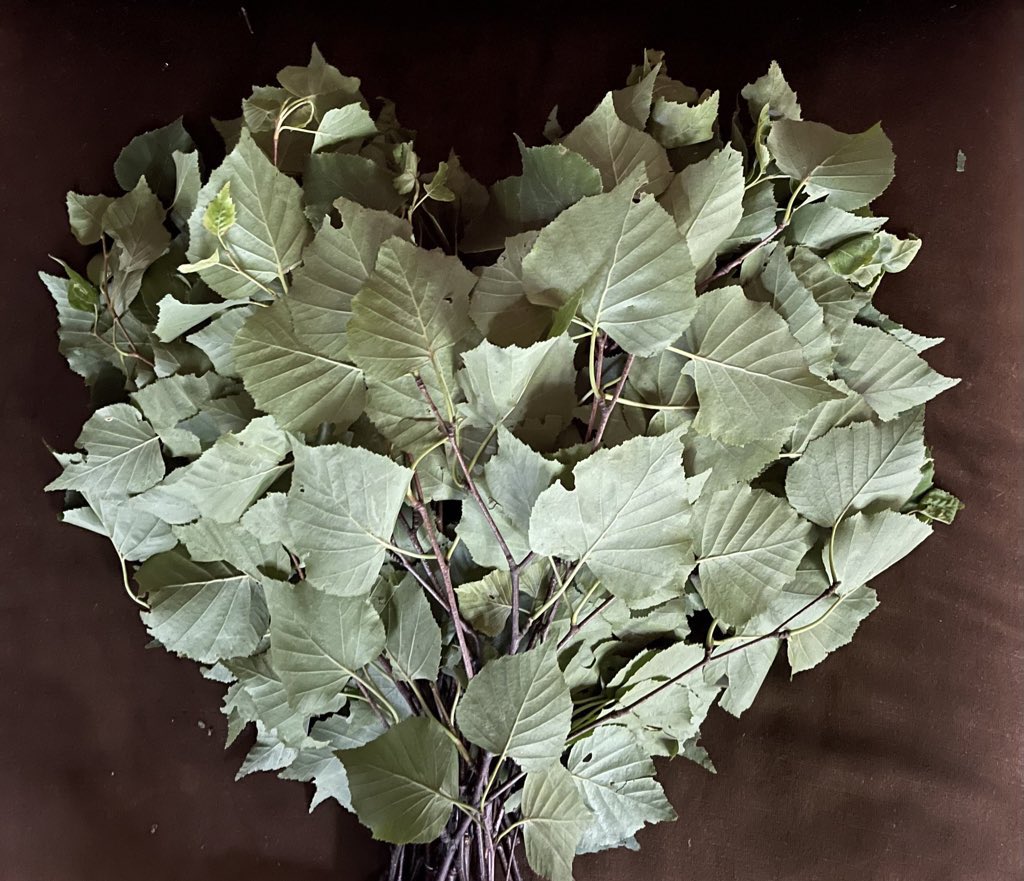 SAUNA TEN - "Birch and cloud forest" tweet media