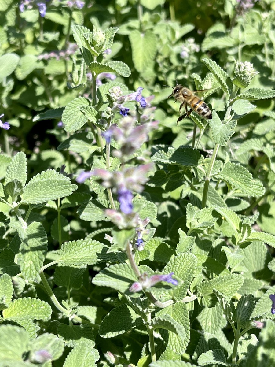 En route pour butiner. 🐝

#abeille #apiculture #apiculteur #natureisbeautiful #nature #insect #insects #soutenirlesabeilles  #beekeeping #bee #beekeeper #savethebees #bees #impactpositif #environnement #rse #agirpourlaplanete #biodiversité #biodivertsity #actforclimate