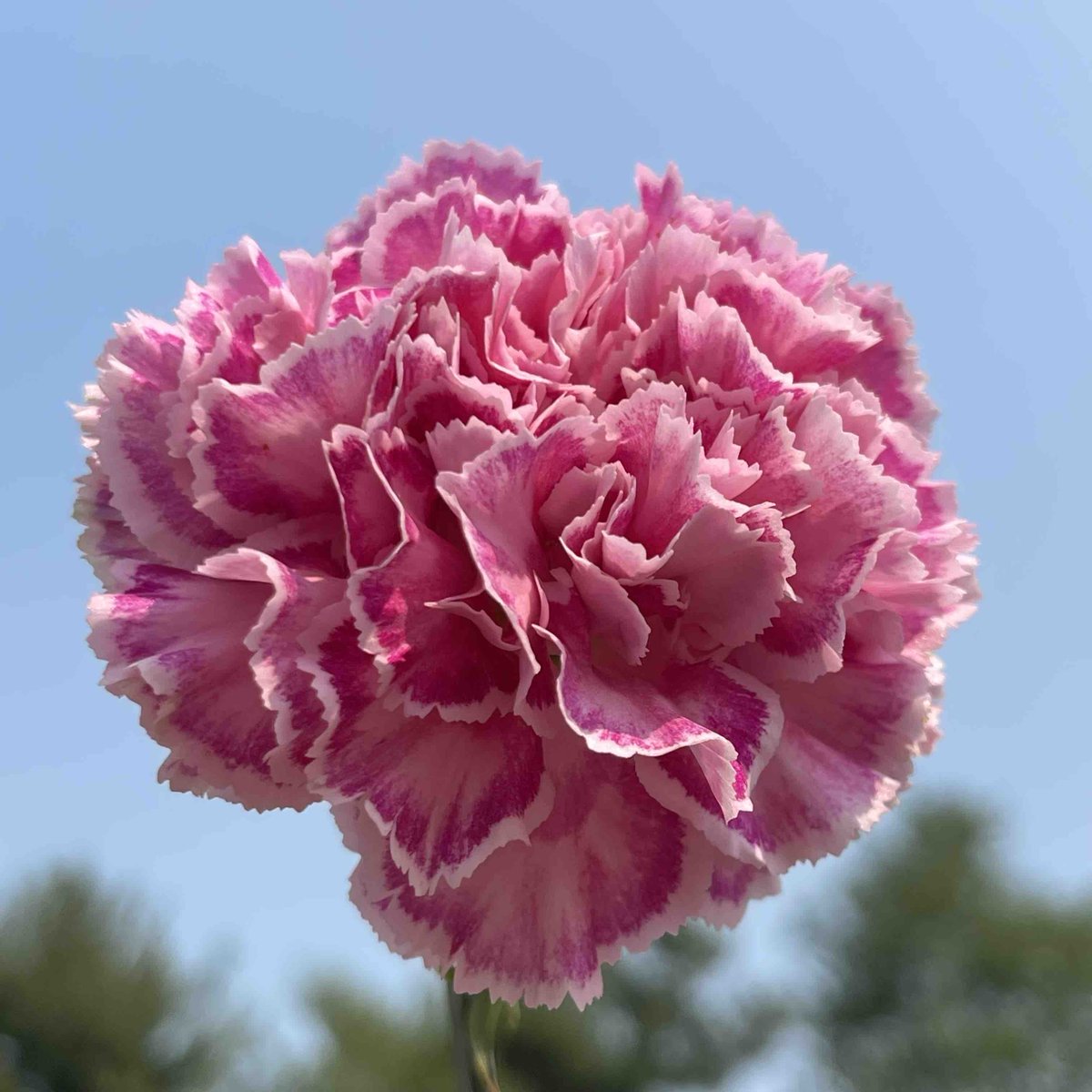 Looking pretty in pink on this beautiful blue sky day. 💗
.
.
#steinflorist #steinyourflorist #flowers #florist #flowershop #floristry #shopsmall #shoplocal #smallbusiness #phillyflorist #philadelphiaflorist #NJflorist #carnations #pink #bluesky #carnation