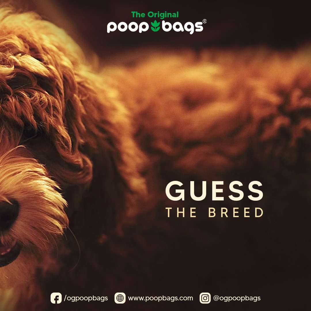 What would be your wild guess? 👀

#poopbags #theoriginalpoopbags #guessthebreed #dogloversunite #dogsofinstagram #doglover #dogdaily #dogmemes #doglovers #dogcare #dogmeme #dogfacts #dogbreed