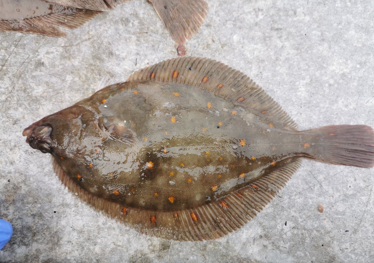 georgina_hunt's tweet image. 🚨 New paper from my PhD! 🚨

We use a multi-tracer approach to investigate the foraging habits of two flatfishes across multiple coastal bays and at differing time-scales!🐟
@newcastlemarine @UoABioSci #Openaccess in #JFB @TheFSBI

onlinelibrary.wiley.com/doi/10.1111/jf…