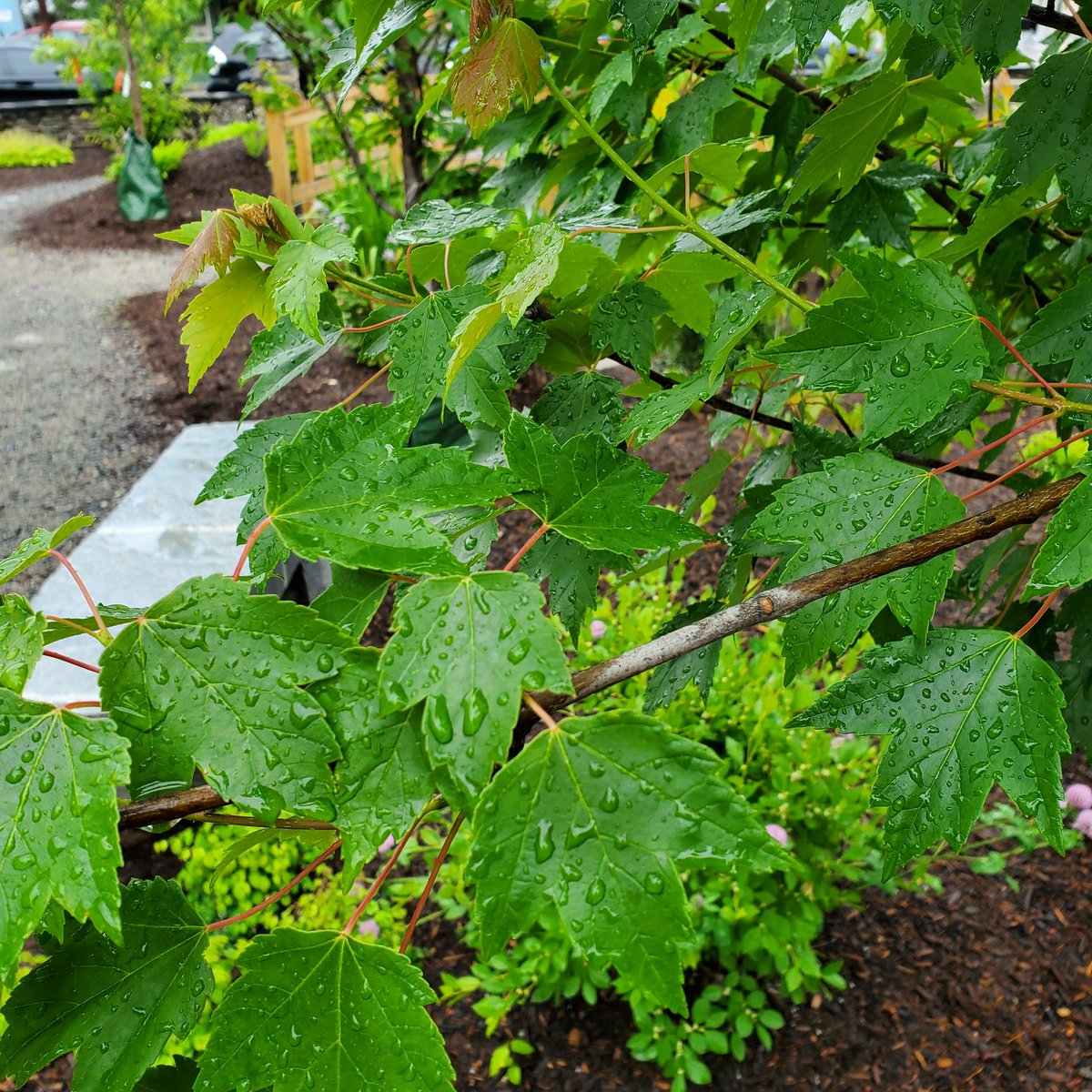 Harvard Forest Schoolyard Ecology LTER tweet media