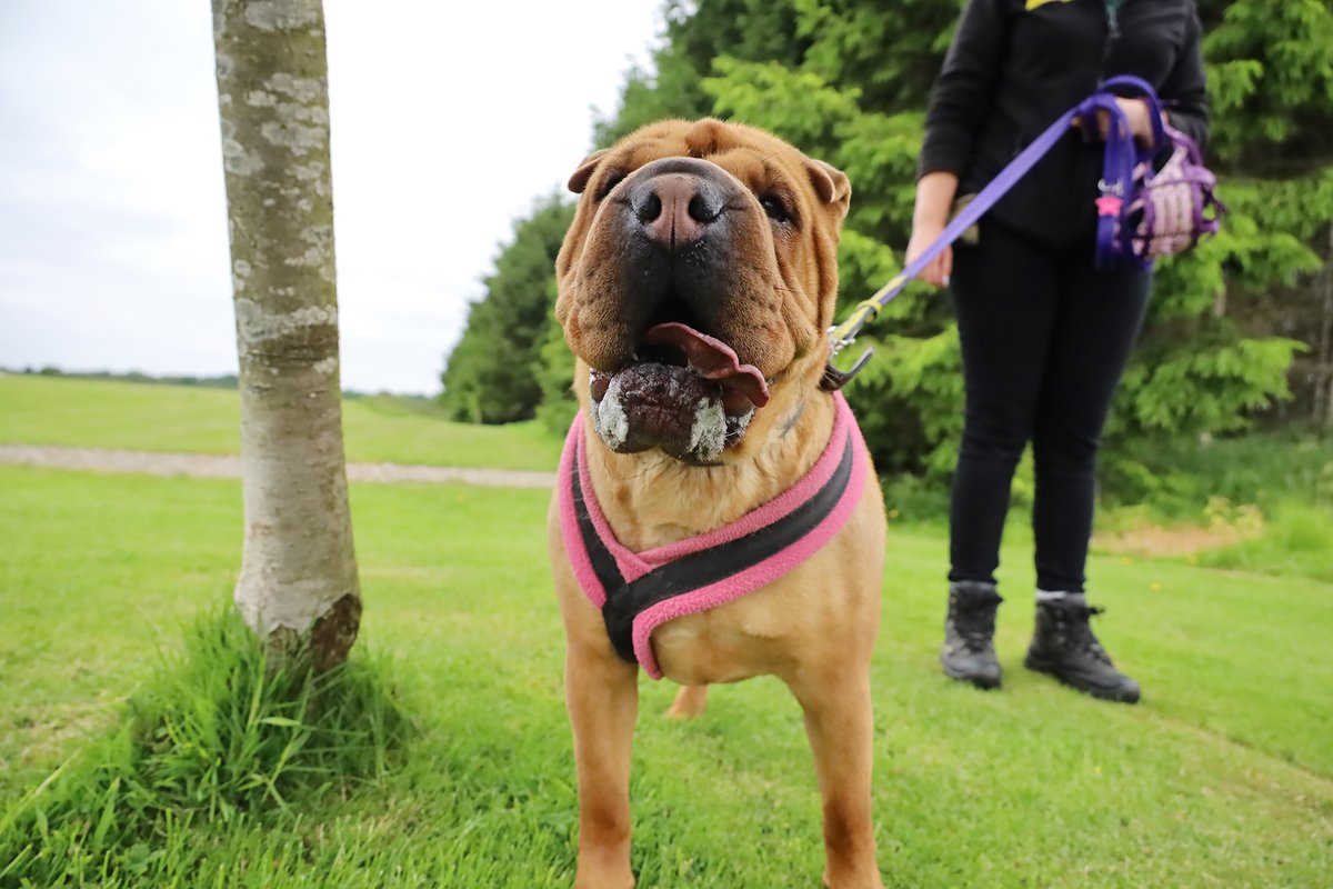 Always a pleasure to bump into Edie when she's out and about...😍😍😍

Find out more about this squishy Shar Pei👉 bit.ly/3gLDcFl

#SharPei #RescueDog #AdoptDontShop #rehome #DogOfTheDay #INeedAHome #Walkies @DogsTrust