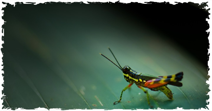 terragrn's tweet photo. World Pest Day is observed on June 6 to raise awareness about effective pest management practices &amp; how they benefit the quality of human &amp; plant life.

TERRAGRN is planting native plants that have features to manage pests.

#TERRAGRN https://t.co/TcpUFgPspM