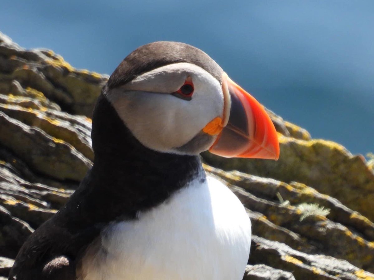 PUFFINS!!!