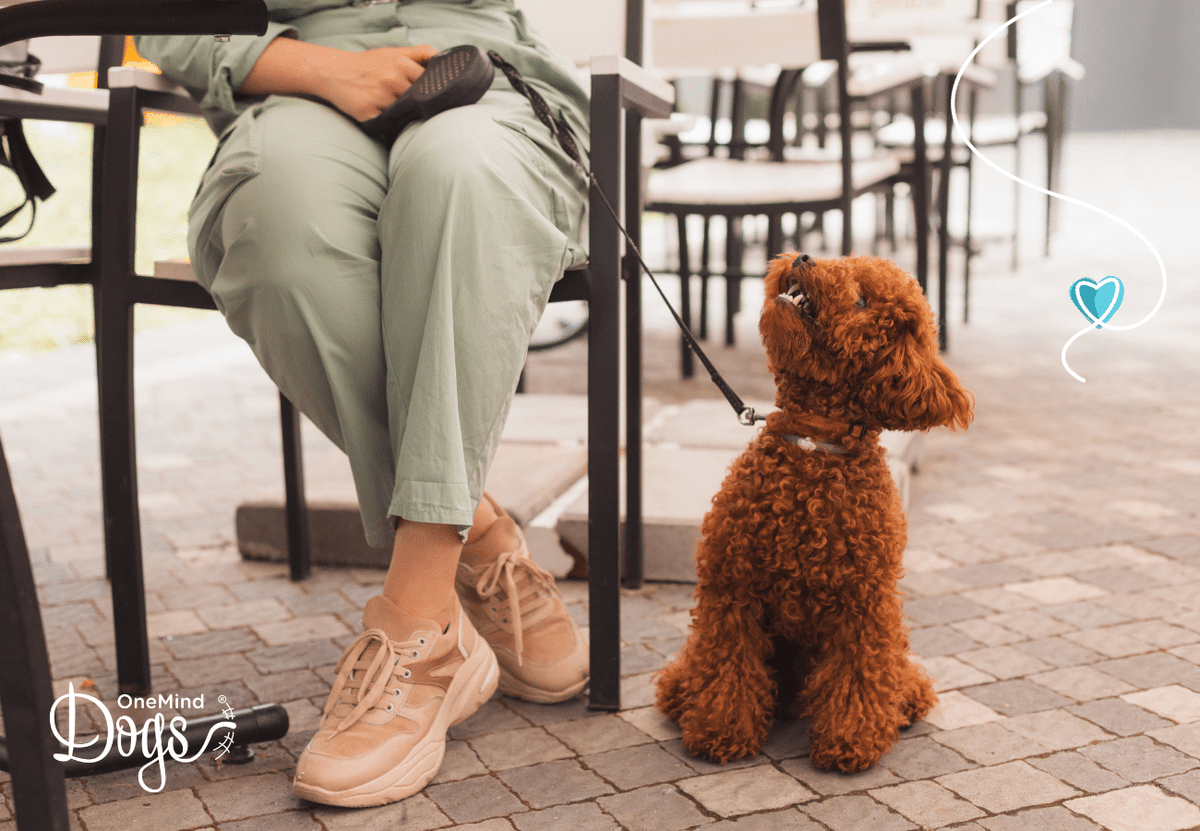OneMindDogs's tweet photo. πΎ Starting the socialization process? Remember, it's a marathon, not a sprint! πββοΈ Start from a safe distance, and gradually allow your #puppy to get comfortable with new situations.
Discover more about this approach in our blog π https://t.co/dPNhQJl7Xk
#oneminddogs #dogs https://t.co/SOYSWtQlrl