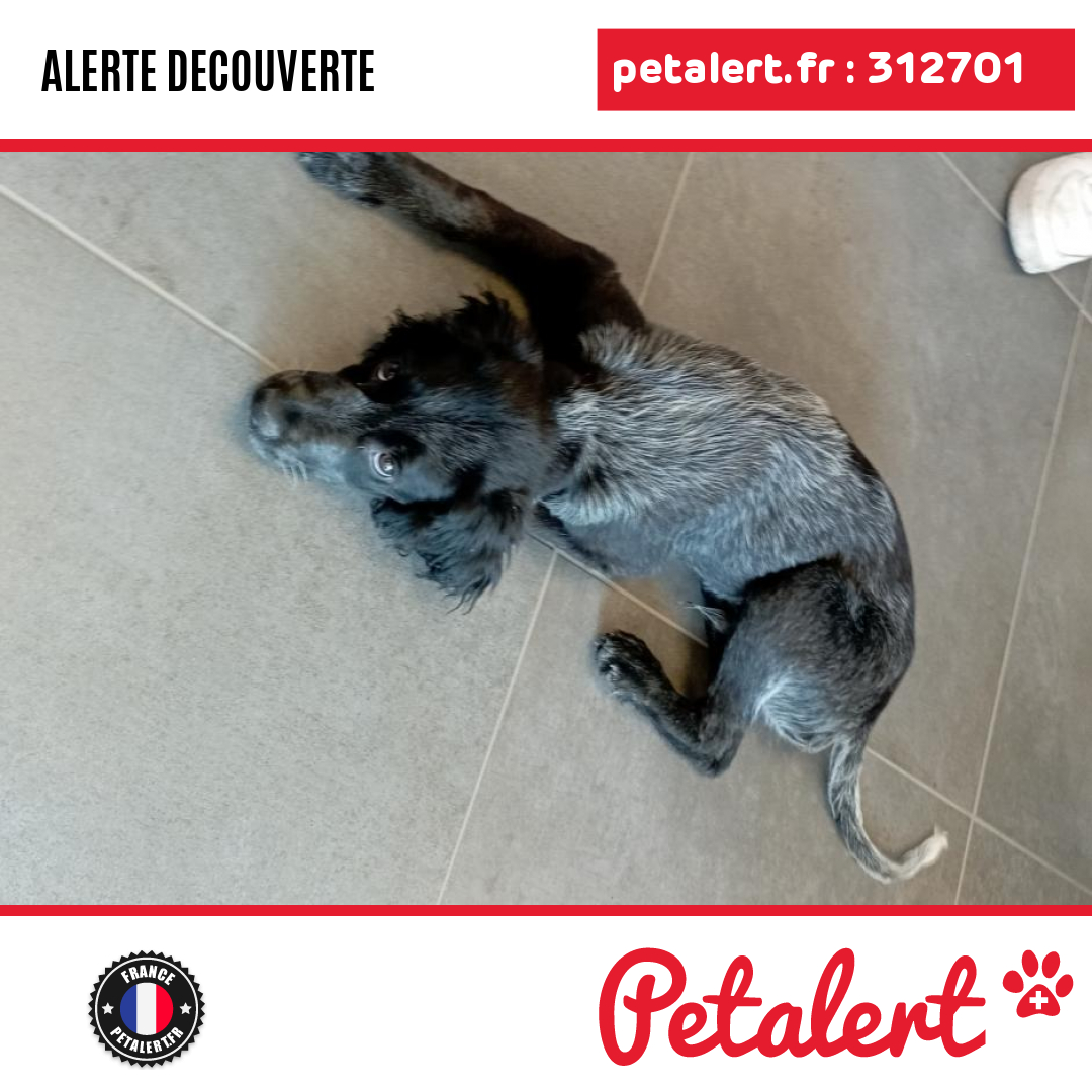 Trouvé #Chien #Oise #CuiseLaMotte #Petalert  #PetAlert60 / p3t.co/SsVsa