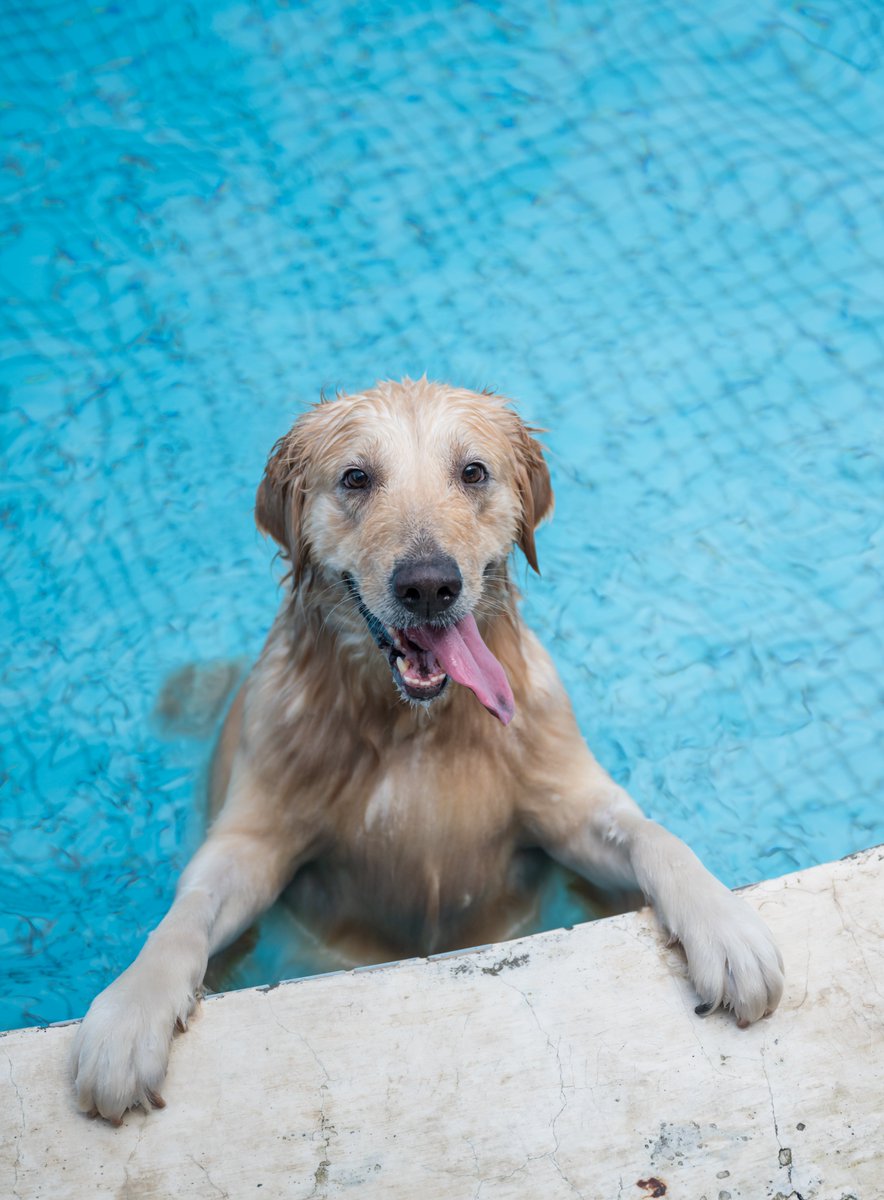 Happy pup 🐶

In honor of #PetAppreciationWeek, share how your pet brings you joy in the replies 👇