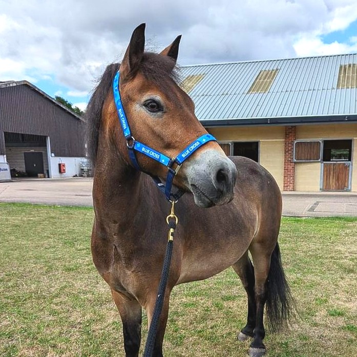 Handsome Yohan needs your help! ❤ Having been in our care for over 500 days, although he's a firm favourite with the team, what we'd really love to see him head off to explore pastures new and find a home to call his own. Meet him 👉 bit.ly/3CaRXc7 #PoniesOfTwitter