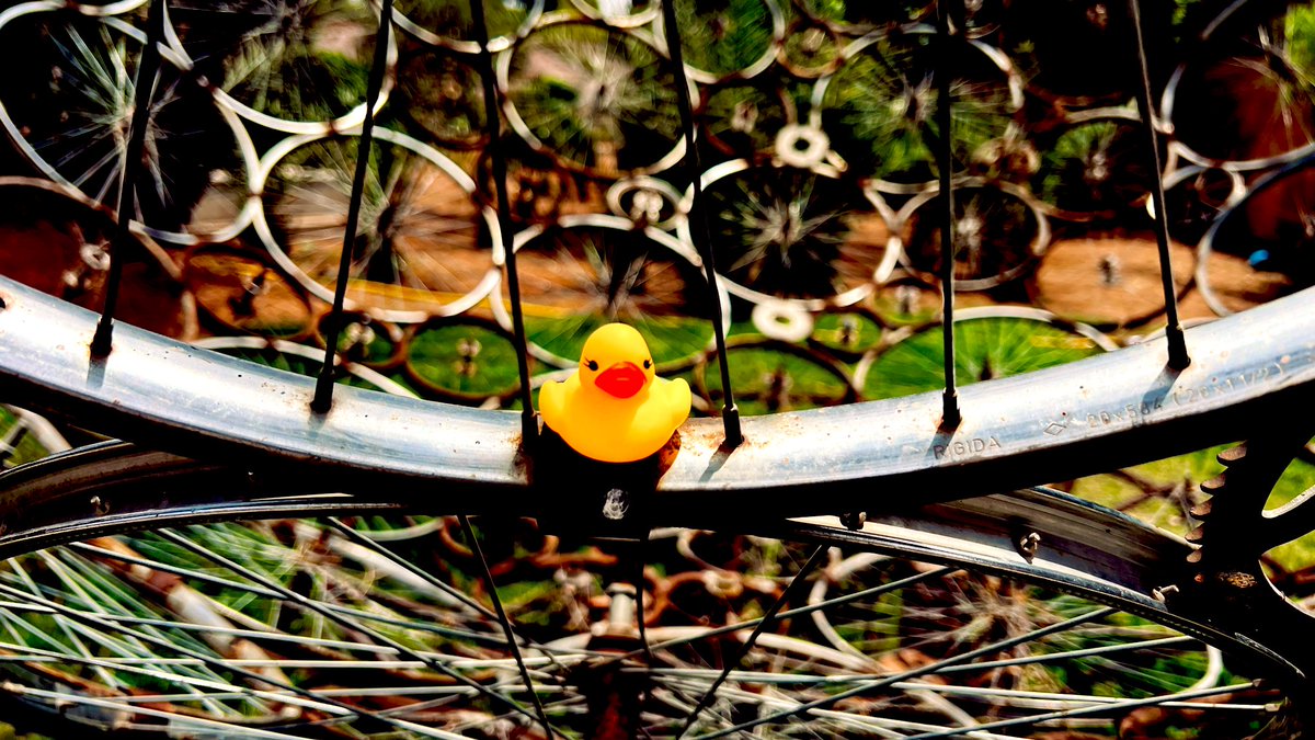 jaysonstreet's tweet image. First #DuckArmyInvasion of the day in Morocco. 😊