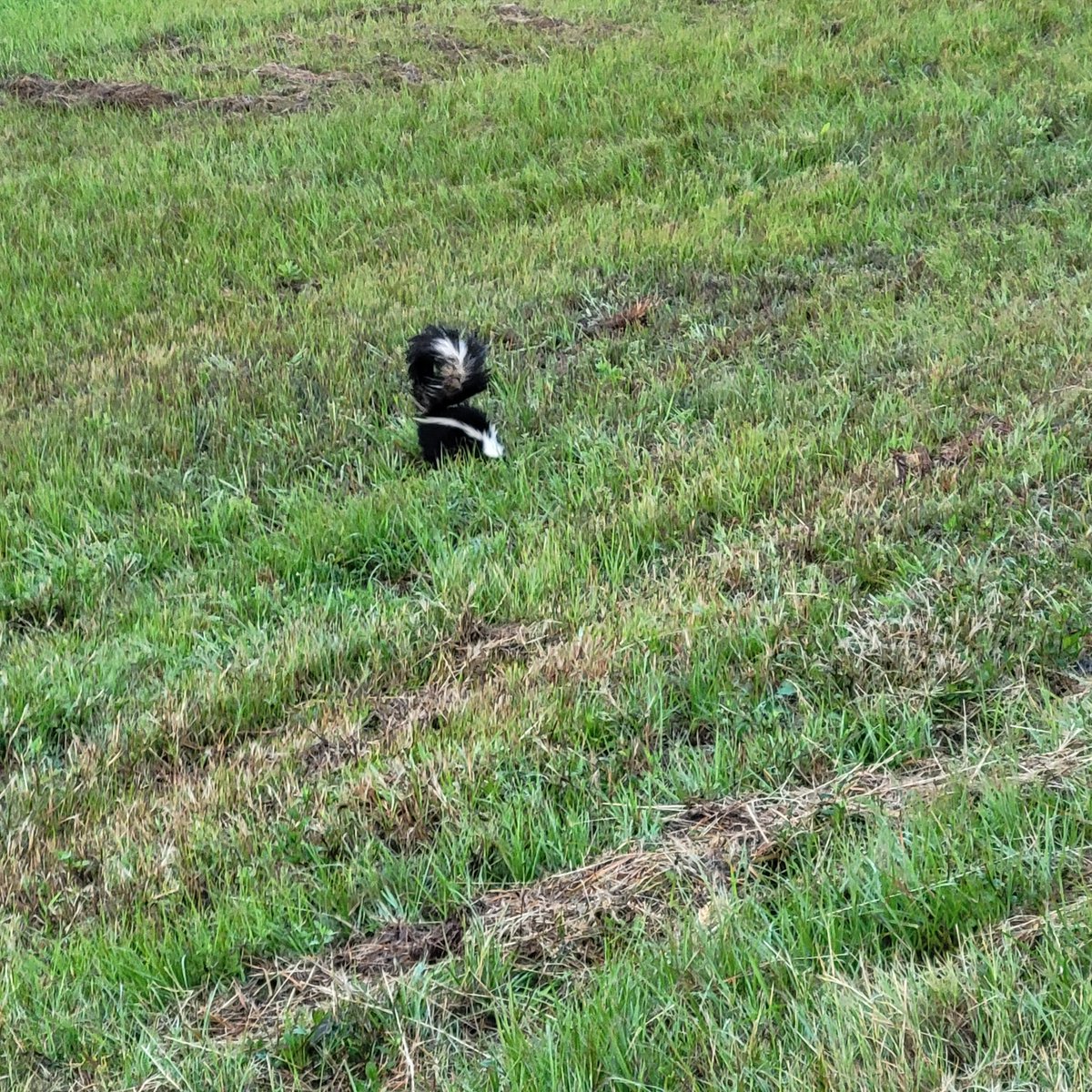 Culpepper_CH's tweet image. 7 miles in the Hood. Temps were in the lower 70s. Not bad. Saw my buddy, Mr. Skunk. Have a great Tuesday. #trialrunning #running