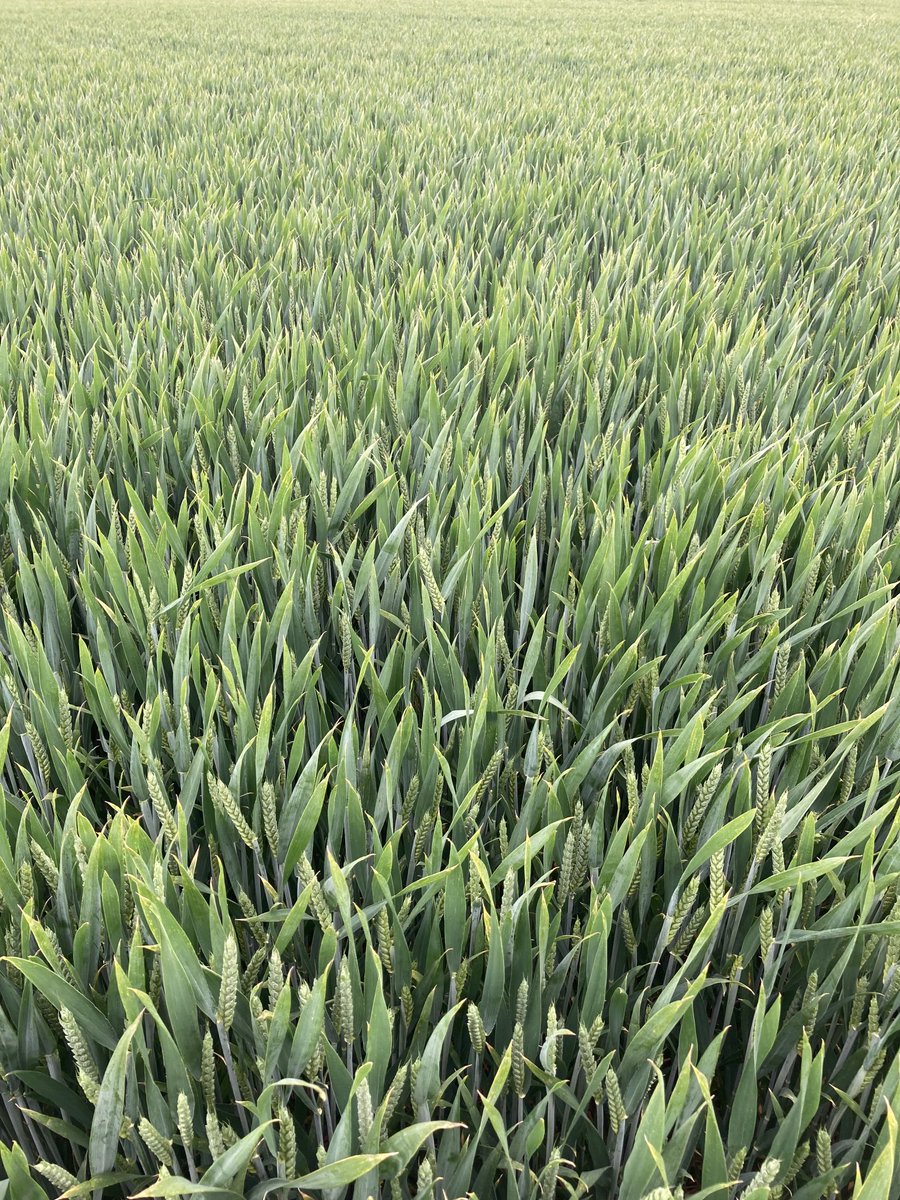 David Paul Rushmer (@davidprushmer) on Twitter photo ā¦@Hutchinsons_Agā© ā¦<a href="/KWSUKLtd/">KWS UK Ltd</a>ā© ā¦<a href="/ADMAgriculture/">ADM Agriculture Ltd</a>ā©. A wonderful looking crop of KWS Ultimatum (Group 2) wheat growing at Terrington Marsh, Norfolk as a seed crop. It looks a lot cleaner than some varieties that Septoria has hit hard regardless of chemistry applied! ā¦@Hutchinsons_Agā© ā¦<a href="/KWSUKLtd/">KWS UK Ltd</a>ā© ā¦<a href="/ADMAgriculture/">ADM Agriculture Ltd</a>ā©. A wonderful looking crop of KWS Ultimatum (Group 2) wheat growing at Terrington Marsh, Norfolk as a seed crop. It looks a lot cleaner than some varieties that Septoria has hit hard regardless of chemistry applied!