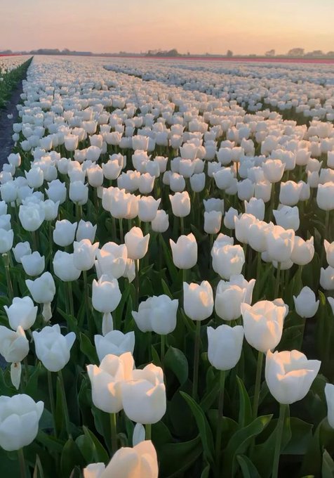 a field of white tulips https://t.co/Jz89fWxyzR