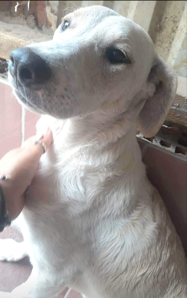DNVSaveanimals's tweet photo. Still no applications for TOMMY 💔💔

There must be someone out there who can love this sweet boy? 🙏

More information available on our website
https://t.co/G8iVzdEtyT

#rehomehour #dogsoftwitter #teamzay https://t.co/9tTxJl9agZ