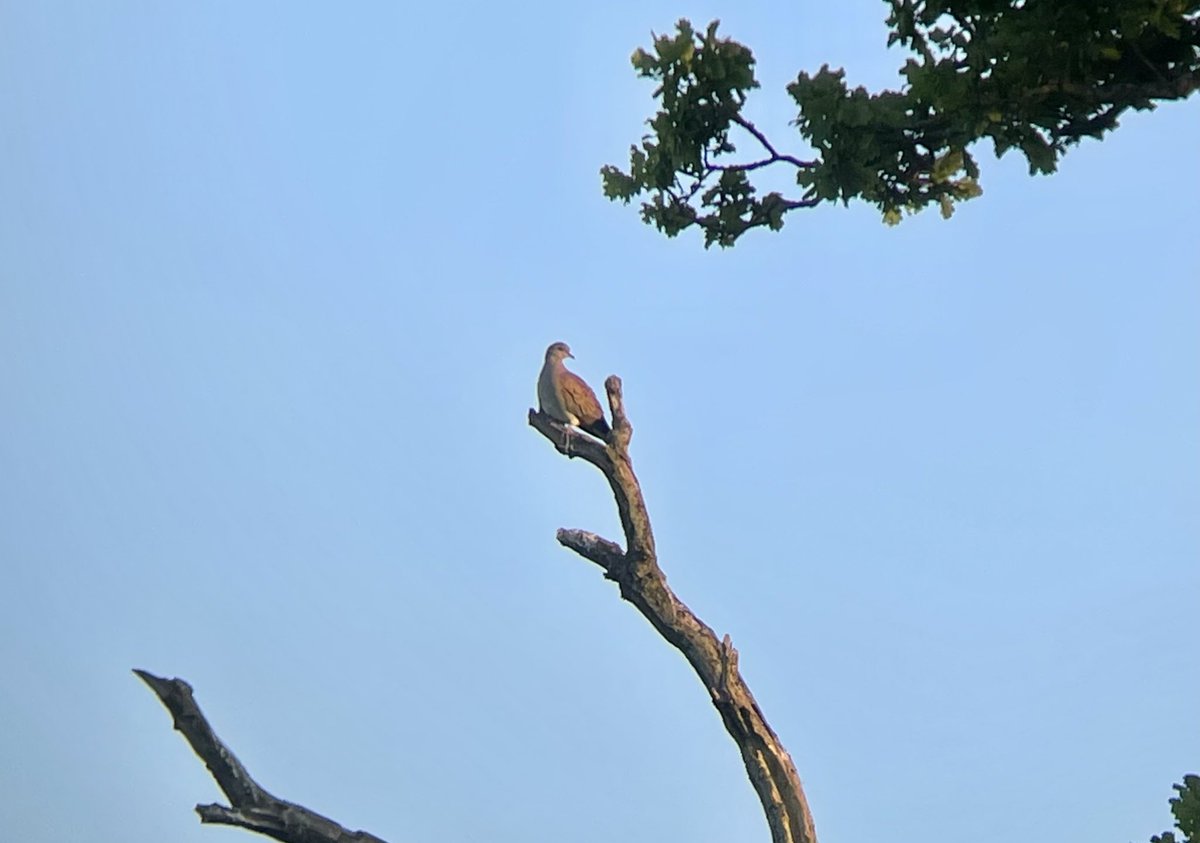 mostlyscarce's tweet photo. Phone-binned Turtle Dove at Knepp on Sunday evening. I don’t tend to carry my big camera on safaris but these guys have been extra showy in the past week or two so I couldn’t resist trying to get a record shot! https://t.co/CIKyEOvzPI