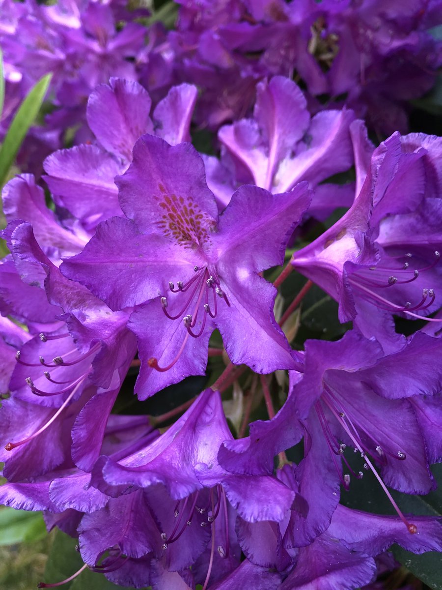 Out in the yard early this am. The rhododendrons are beautiful!