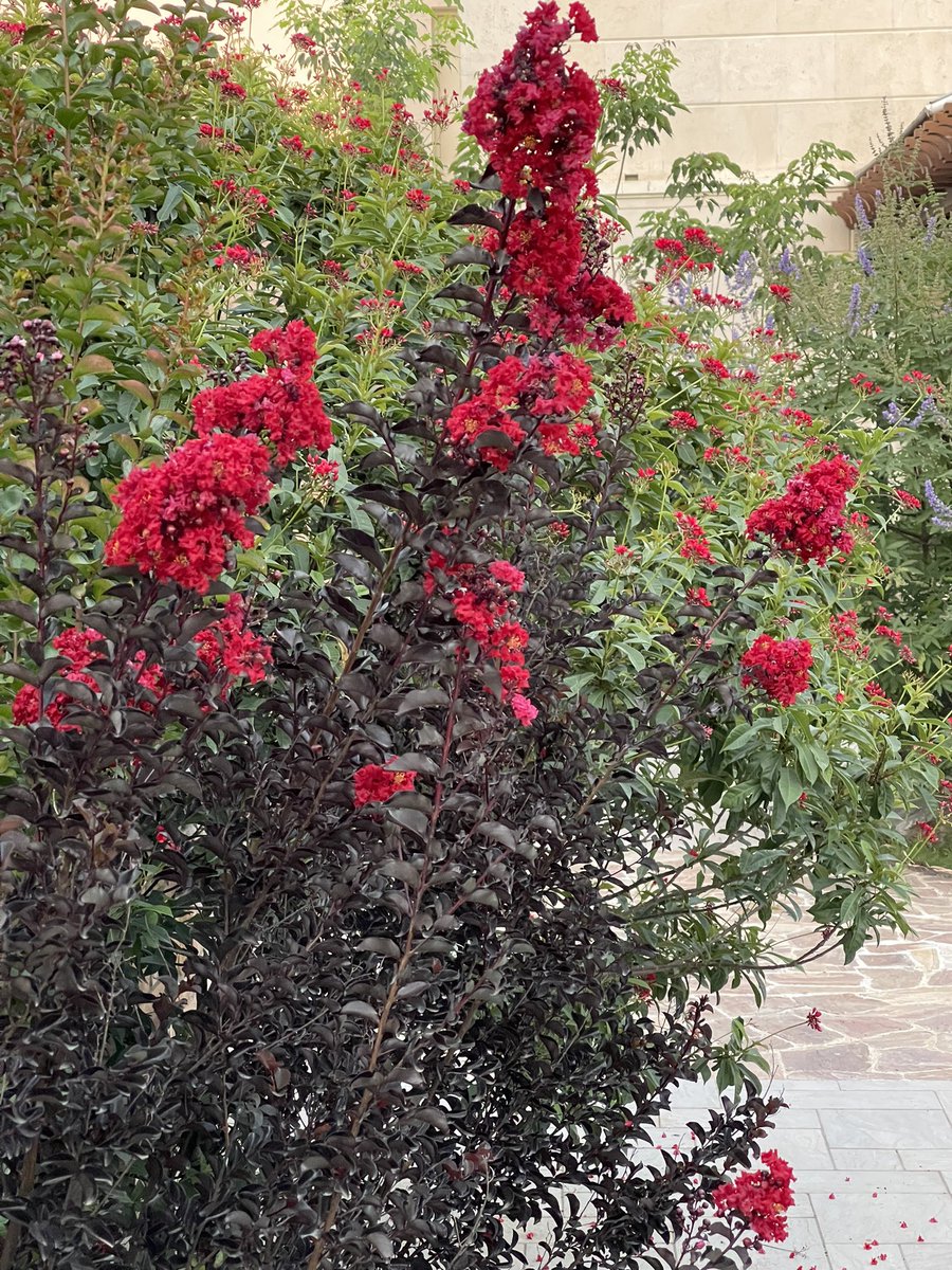 Lagerstroemia (crepe myrtle) just started to bloom and doing well. #garden #GardenersWorld #gardening #crepemyrtle #flowers #flowerphotography #FlowerPower #photograghy #HomeGarden #green