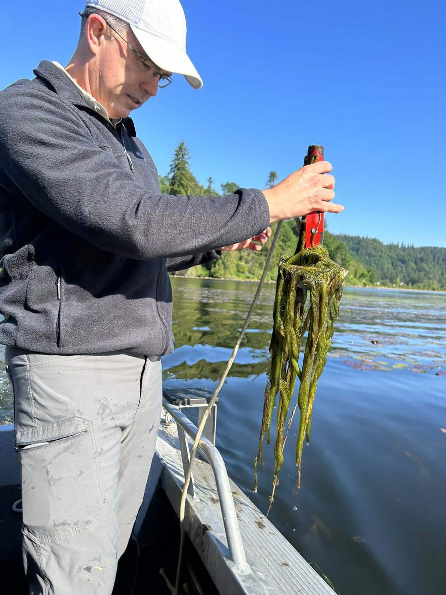 aquatechnex's tweet photo. Harvester soon to be out of business, evaluating first summer post treatment of Eurasian Milfoil in British Columbia, was experimental use last summer is fully registered now. No milfoil in treatment plot. Saddle up let's go. #stewardsofwater #stewardsofcanadianwater. Aquatechnex is organized to help with combatting this invasive weed in western Canada as we have been doing for decades south of this border