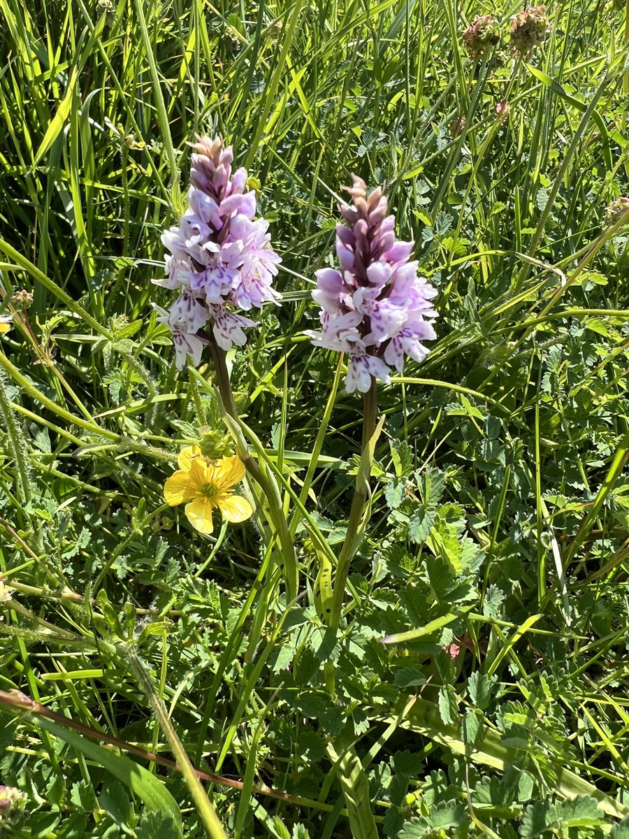 Heath Spotted orchids in flower on the Townsend nature reserve, Swanage