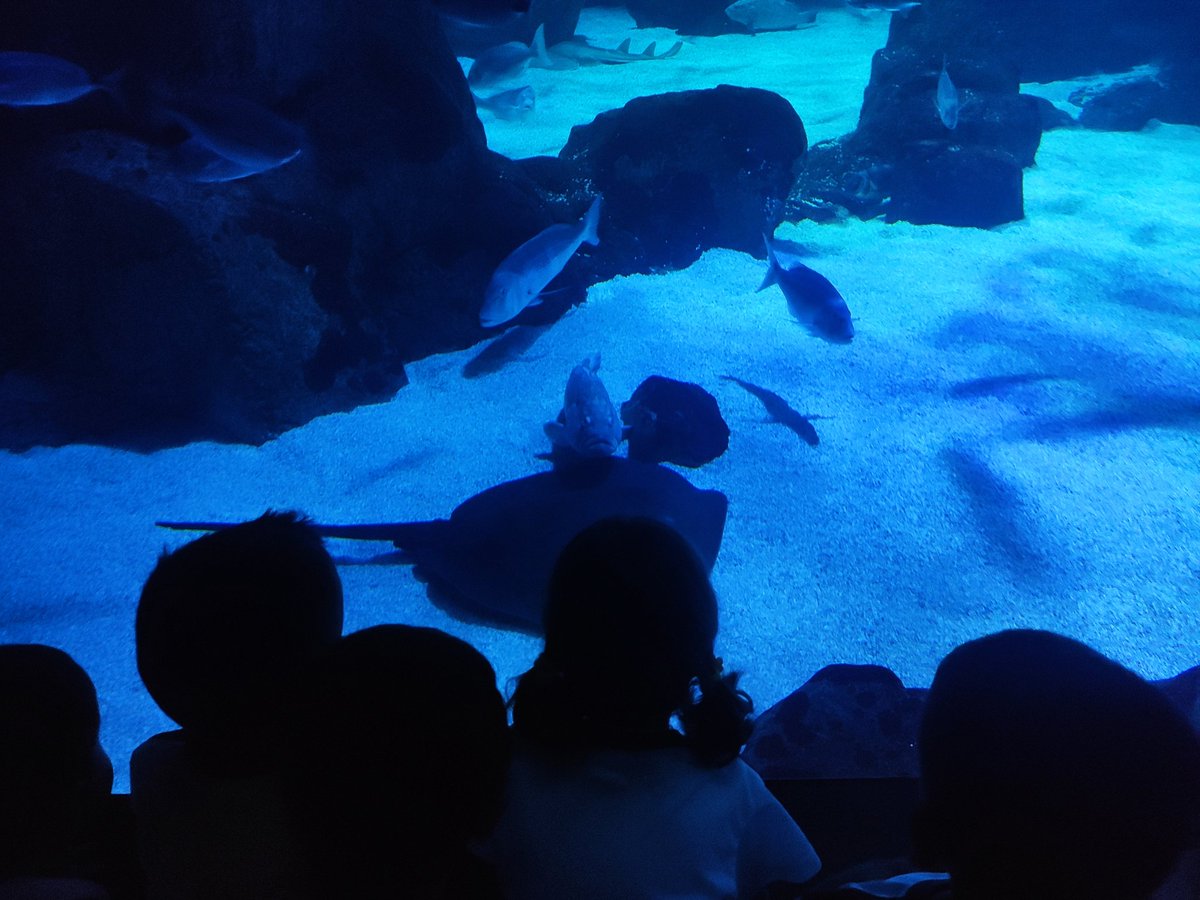 Colegio Montedeva tweet media