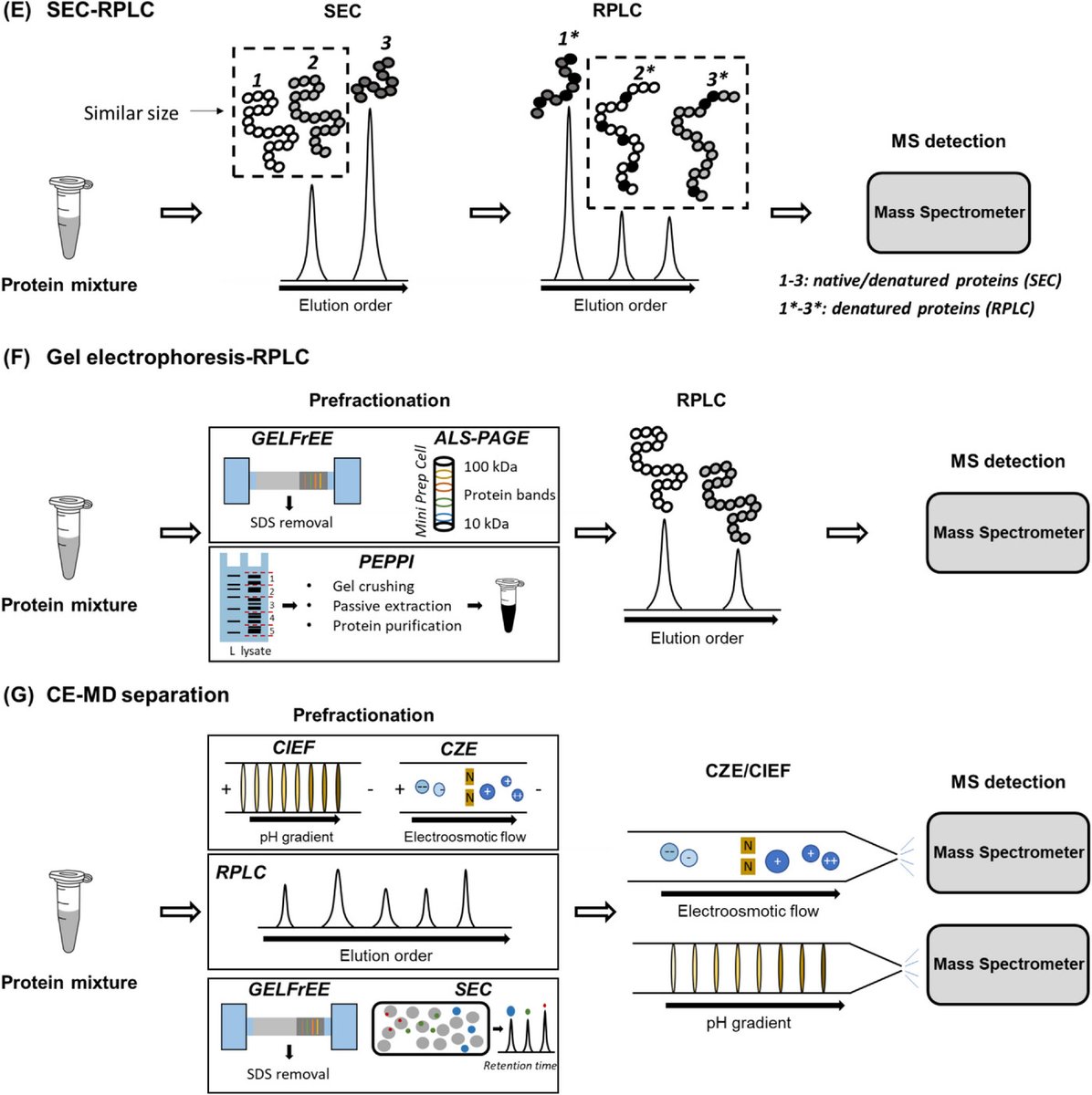 YantingGuo1's tweet photo. Check our review on MD separation in top-down proteomics！😆 https://t.co/iJdp3xcuFq