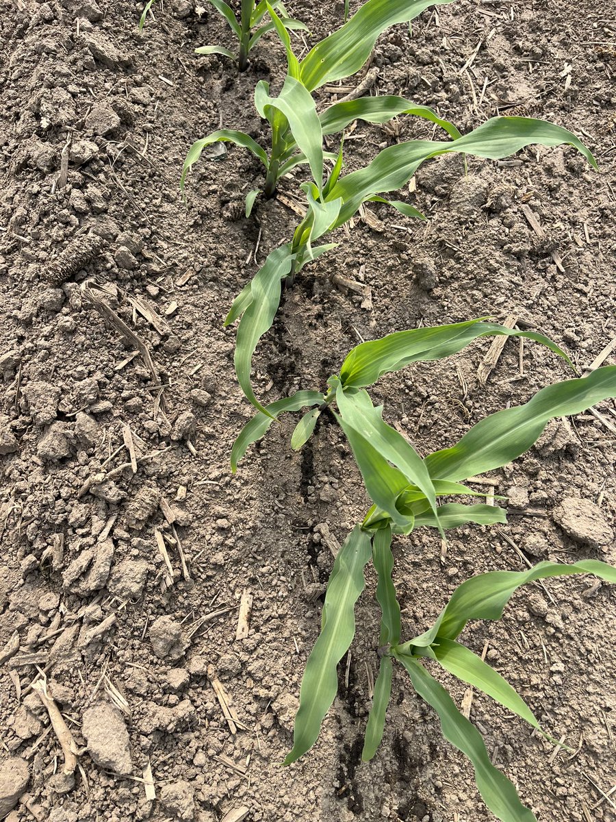 Farmerfrey tweet media