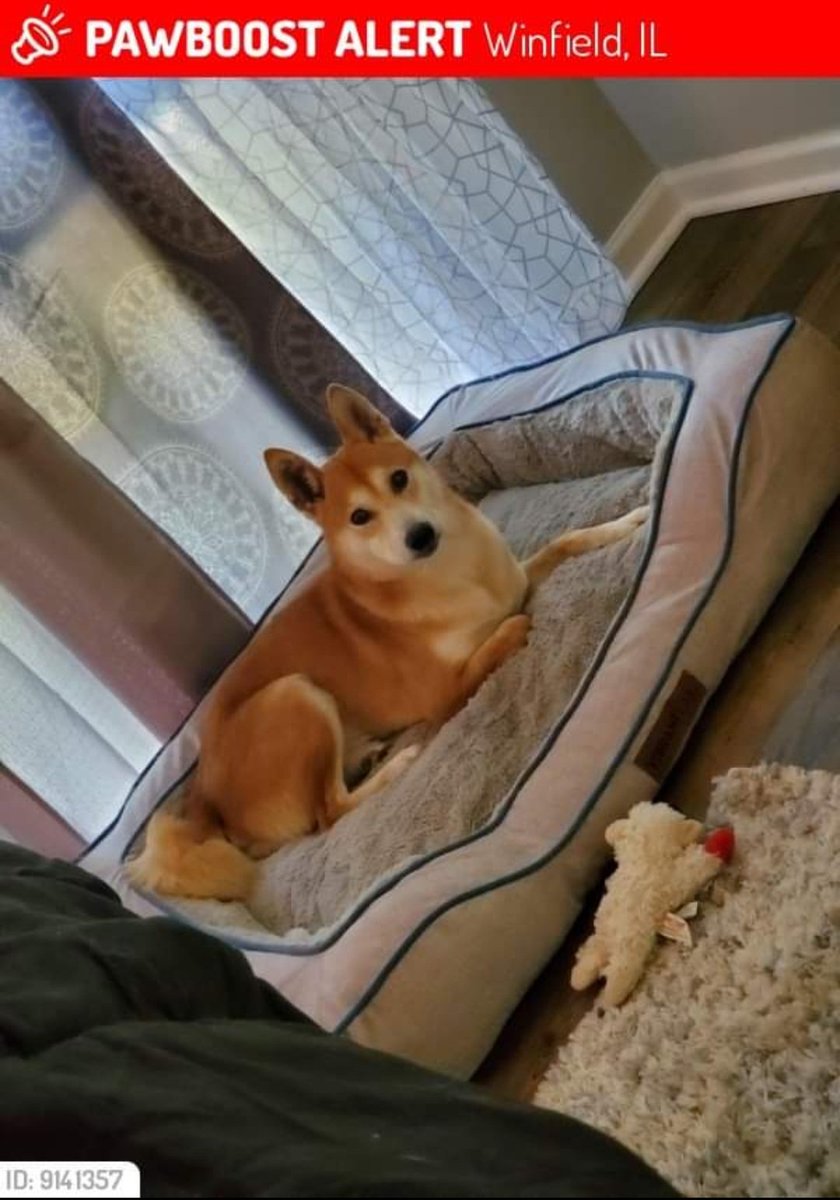 maggaroonie's tweet photo. Hi everyone. My boyfriend's dog Sherlock has been missing for 11 days. I really have no idea how many people this will reach, but if you see this, it would take .2 seconds to retweet, and we would be very grateful. 
We miss him so much 😞 https://t.co/5ng01nKo7v