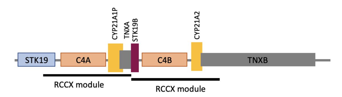 The CYP21A2 gene is located in a difficult-to-sequence region and plays a role in adrenal hyperplasia. #DRAGEN v4.2 comes with a new targeted caller to genotype this gene’s  and understand its impact on human health.  illumina.com/science/genomi…
#genomics