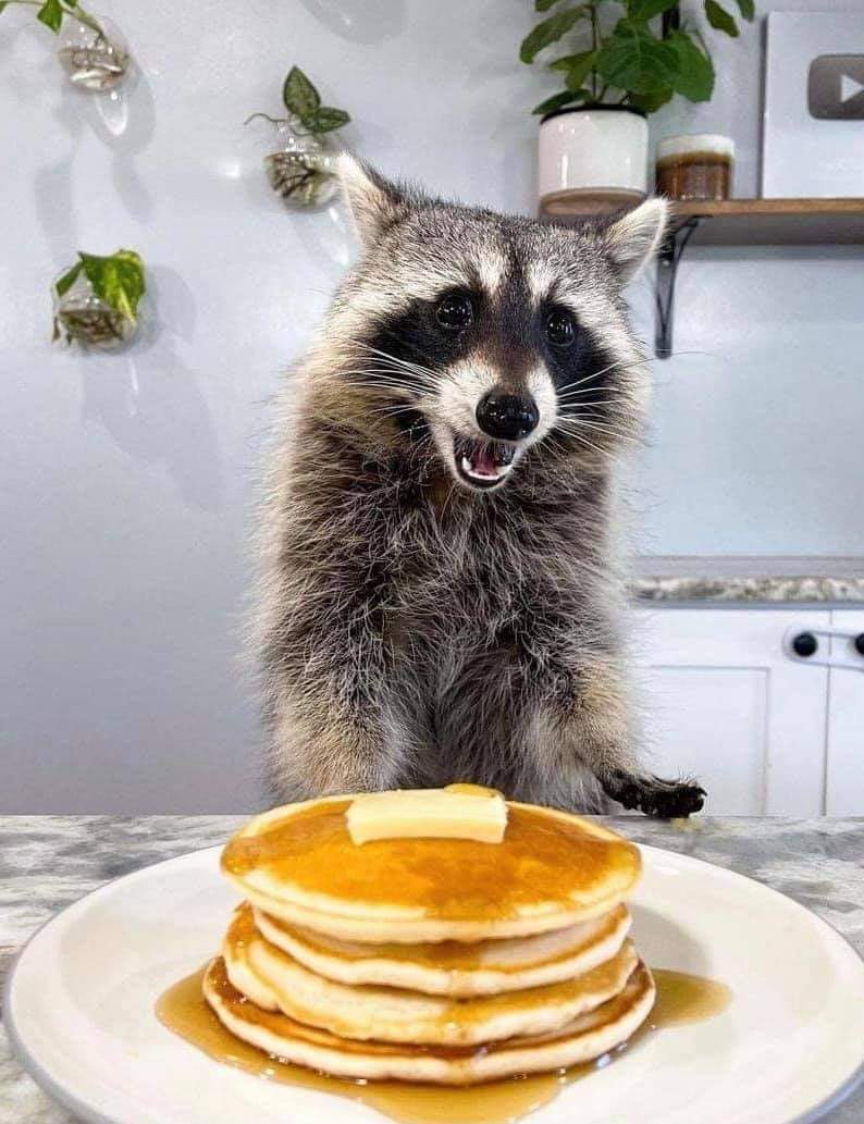 raccoonhourly's tweet photo. https://t.co/5idnXjbvnC