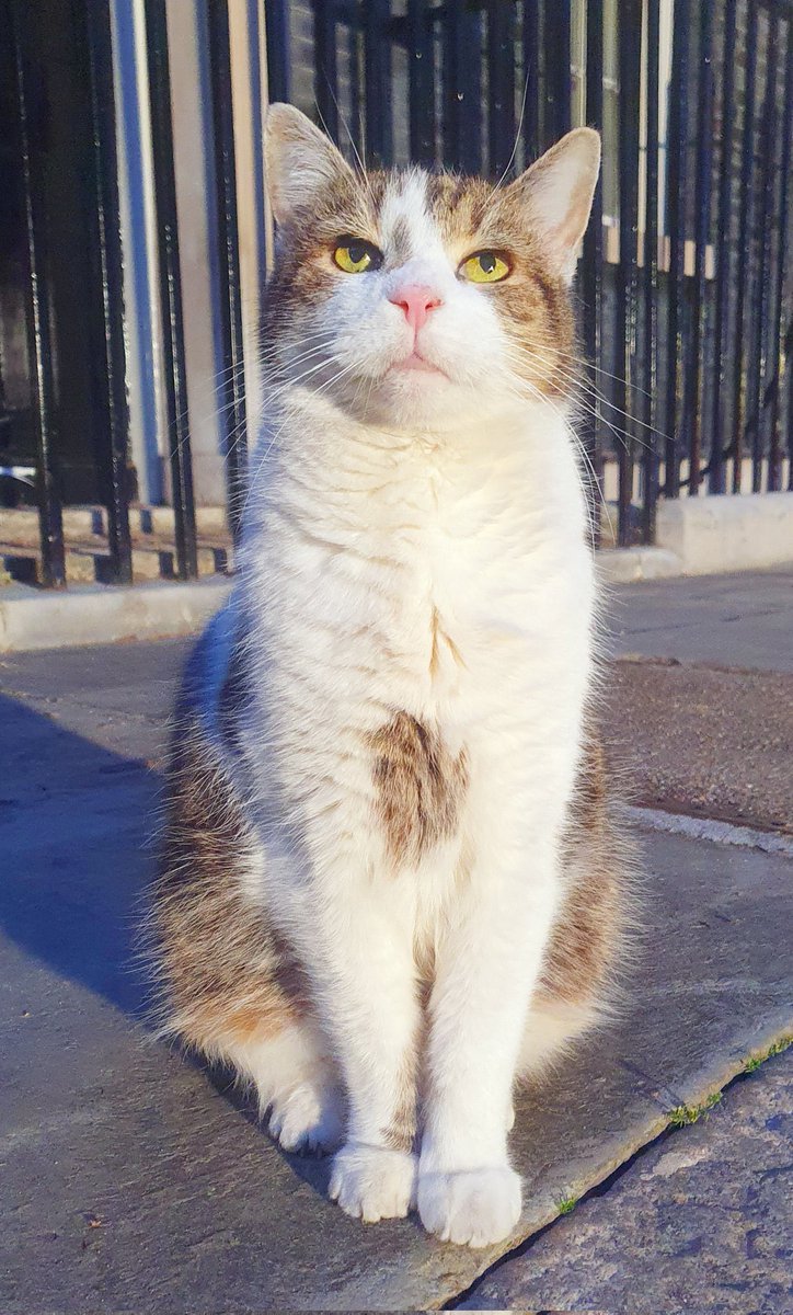 Larry the Cat tweet media