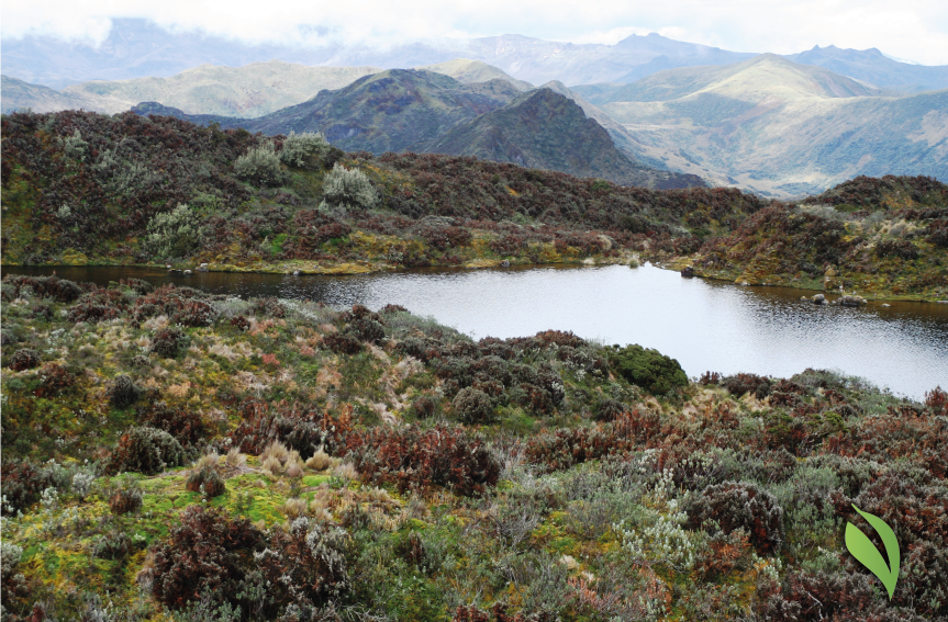 FundacionFidal's tweet photo. 🍃#VerdEcuador | Únete a nuestra misión de preservar los páramos, proveedores de recursos como agua y carbono que son vitales para nuestra supervivencia.

📌 Adéntrate en este viaje digital en nuestra última edición 📲 https://t.co/G9YB9A8ZoY

📸Patricio Mena

#EcuadorSostenible https://t.co/dsF745DARu