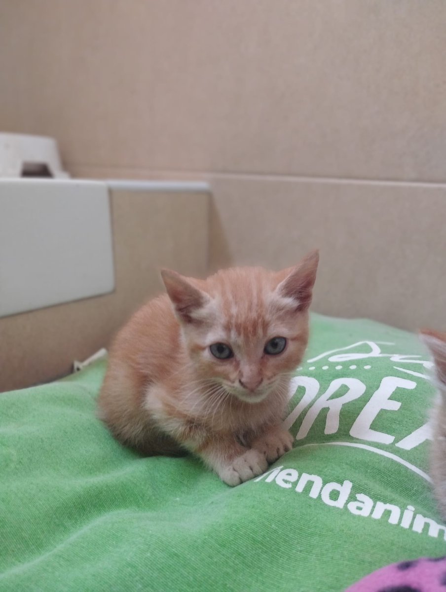 Belamy en adopción 😻 2 meses de puro amor ❤️ #enadopcion #Adopta #madrid #guadalajara