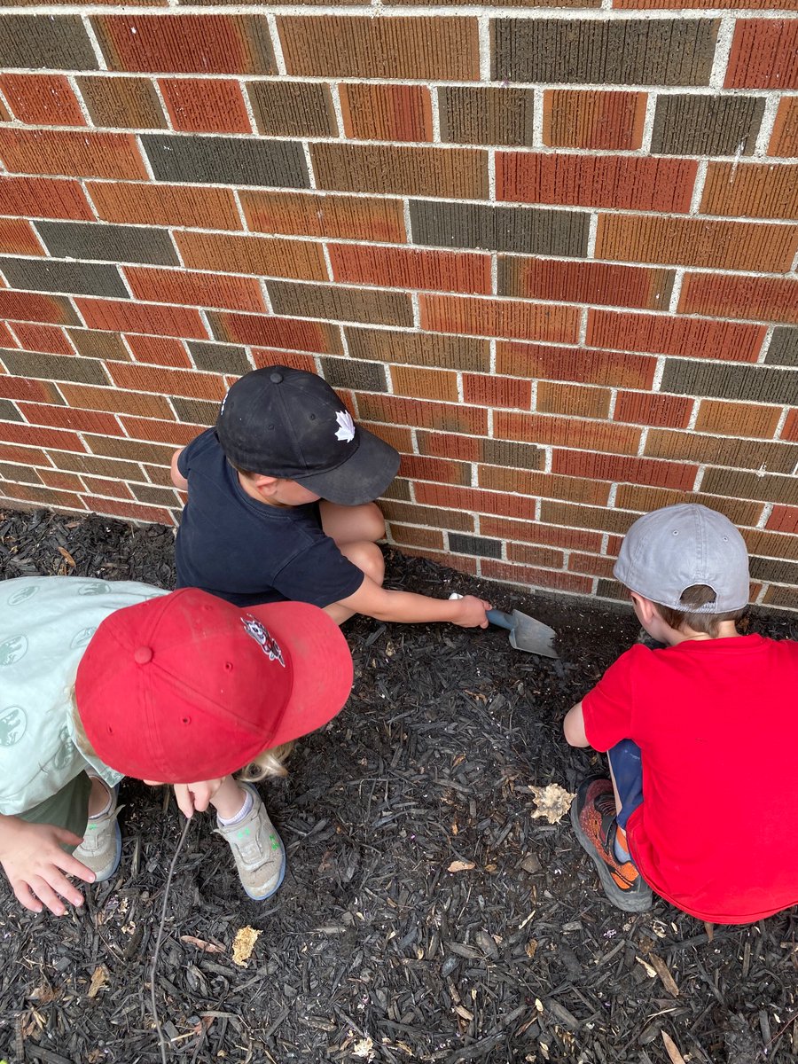 Finally transplanted our plants to the  outdoor garden! <a href="/missjoneselp/">Carly Jones</a> <a href="/MckayPublic/">McKay Public School</a>