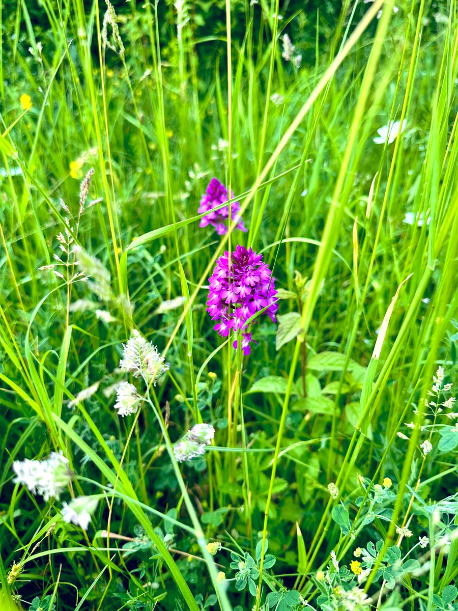 MoniqueKirsch's tweet photo. I saw these bright pinky purple orchids, the pyramidal orchid 🩷 on my evening run tonight🏃‍♀️🌞📸 It’s densely packed flower spike can hold up to 100 flowers 🌸 It attracts a range of butterflies 🦋and moths. Scientific name: Anacamptis pyramidalis🌸 I just love those colours🩷💚 https://t.co/dgHh0bnKAD