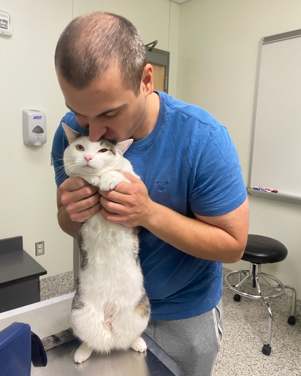 We're recruiting obese, healthy cats for a study examining how fecal microbiota transplants impact weight loss. Congratulations Millie, our first graduate! Isn't she the cutest? Email chirp-slim-cvm@osu.edu to learn more. #MAF #MorrisAnimalFoundation @Morris_Animal