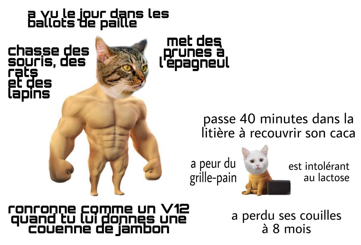 RVHunter57's tweet photo. La réalité argumentée ... par les chats 😅
#TheRealLife 

De la ruralité à la ville ... 

Une grosse ville hein ...+ de 2000 habitants 😅 https://t.co/aBe9ixaPVF