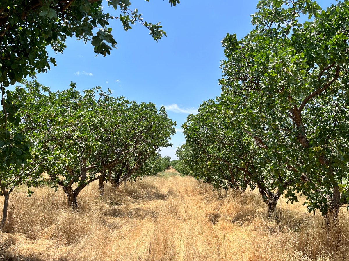 CalAgSolutions's tweet photo. If this looks wild to you, we can explain. Martin Herrera says this may not be the current ideal image of pistachio orchards, but it's the profit everyone chases!
#soilhealth #crophealth #DontBeAfraidToBeDifferent
@cagrownofficial #regenerativefarming #pistachio @PistachioPower https://t.co/7L6WU4dvV7